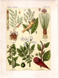 Les plantes qui nourrissent (pl. 3)