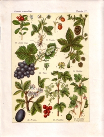 Les plantes qui nourrissent (pl. 4)