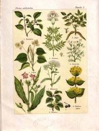 Les plantes qui gurissent (pl. 1)