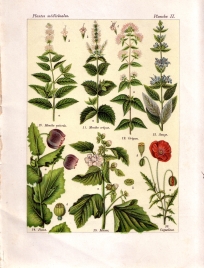 Les plantes qui gurissent (pl. 2)