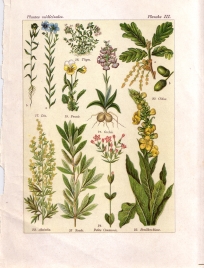 Les plantes qui gurissent (pl. 3)