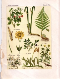 Les plantes qui gurissent (pl. 4)