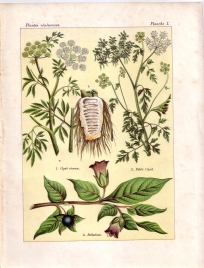 Les plantes qui tuent (pl. 1)