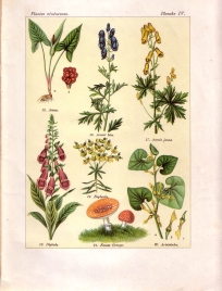 Les plantes qui tuent (pl. 4)