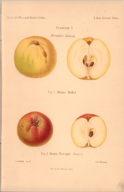 Atlas des meilleures varits de fruits  cidre, par A. Truelle (1896).