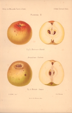 Atlas des meilleures varits de fruits  cidre, par A. Truelle (1896).