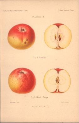 Atlas des meilleures varits de fruits  cidre, par A. Truelle (1896).