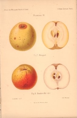 Atlas des meilleures varits de fruits  cidre, par A. Truelle (1896).