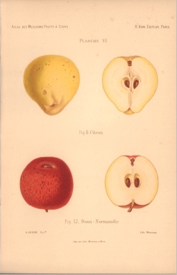 Atlas des meilleures varits de fruits  cidre, par A. Truelle (1896).