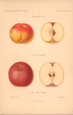 Atlas des meilleures varits de fruits  cidre, par A. Truelle (1896).