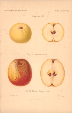 Atlas des meilleures varits de fruits  cidre, par A. Truelle (1896).