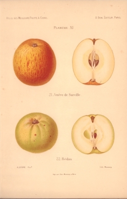 Atlas des meilleures varits de fruits  cidre, par A. Truelle (1896).