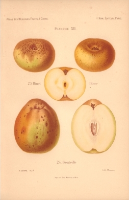 Atlas des meilleures varits de fruits  cidre, par A. Truelle (1896).