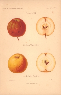 Atlas des meilleures varits de fruits  cidre, par A. Truelle (1896).