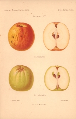 Atlas des meilleures varits de fruits  cidre, par A. Truelle (1896).