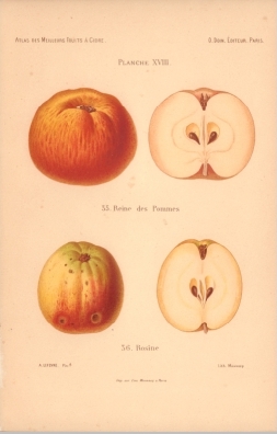 Atlas des meilleures varits de fruits  cidre, par A. Truelle (1896).