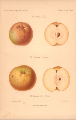 Atlas des meilleures varits de fruits  cidre, par A. Truelle (1896).