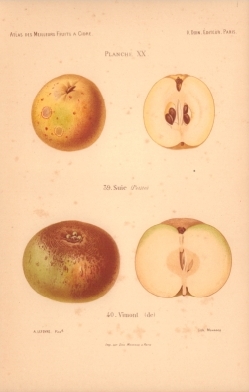 Atlas des meilleures varits de fruits  cidre, par A. Truelle (1896).