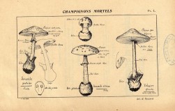 Moyens d'viter les empoisonnements par les champignons (1913)