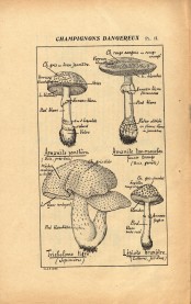 Moyens d'viter les empoisonnements par les champignons (1913)