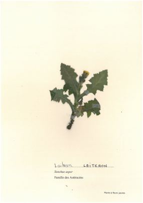 Laiteron