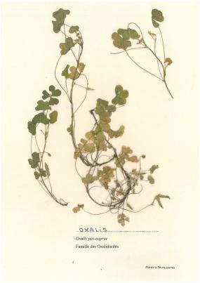 Oxalis