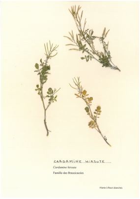 Cardamine hirsute