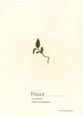 Houx