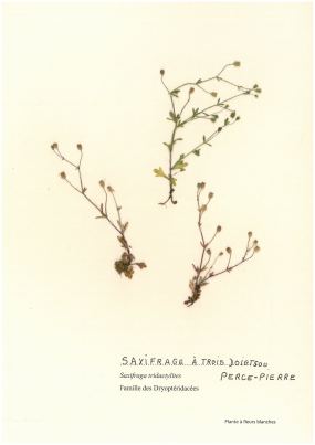 Saxifrage  trois doigts ou Perce-pierre