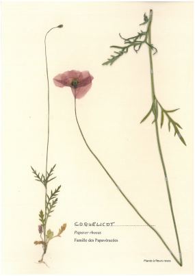 Coquelicot