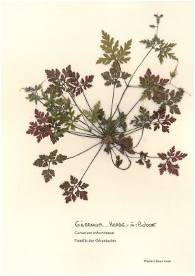 Granium herbe--Robert