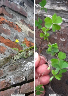 herbe aux verrues, oxalis