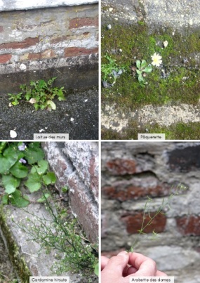 laitue des murs, pquerette, cardamine, arabette