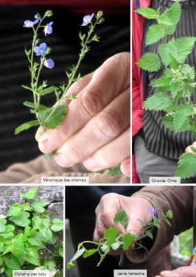 vronique des champs, grande ortie, violette des bois, lierre