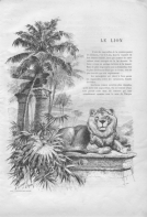 Le lion (9.831 Ko)