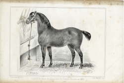 Coquette, jument de la race noire cotentine (La Normandie agricole, janvier 1846)