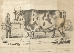 Boeuf gras de race cotentine (La Normandie agricole, fvrier 1846)