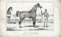 Hbrus, fils de Don quichotte, appartenant  M. G. Marion (La Normandie agricole, juillet 1845)