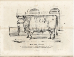 Boeuf gras, cotentin pur (La Normandie agricole, avril 1846)