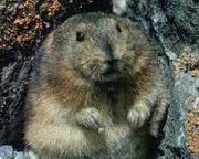photograph of a lemming from Wikipedia