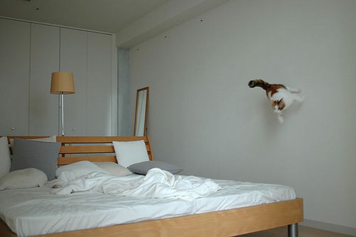 [cat anti gravity.jpg]
