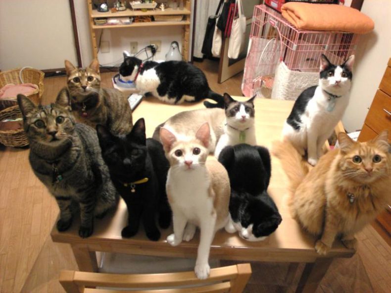 [cats lots staring 048_pics.jpg]