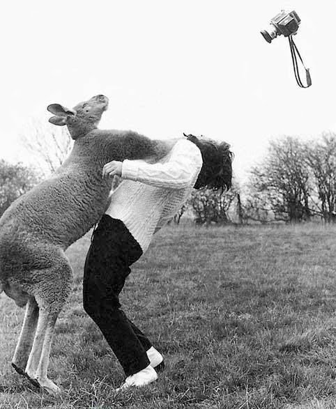 [kangaroo_punching_woman.jpg]
