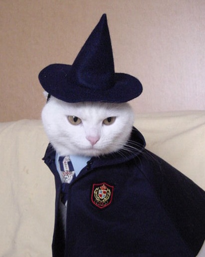 [cat-wizard.jpg]