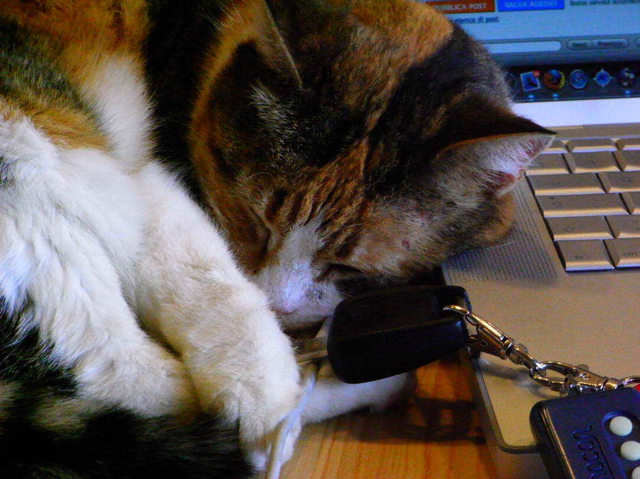 [cat-with-car-keys-pallina+20090331.png]