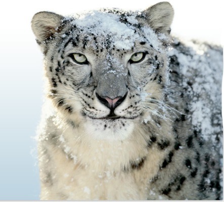 [snow+leopard.jpg]