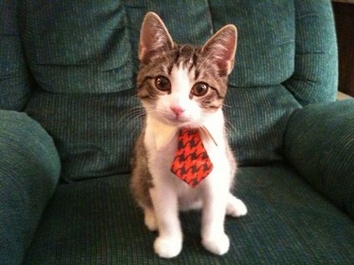 [cat kitten with tie 060.jpg]