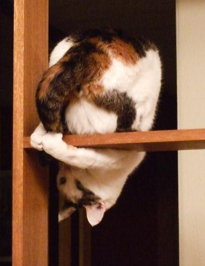 [cat-upside-down.png]