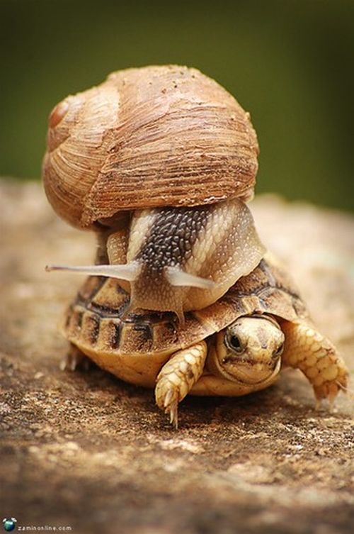 [snail+rides+on+tortoise+002.jpg]