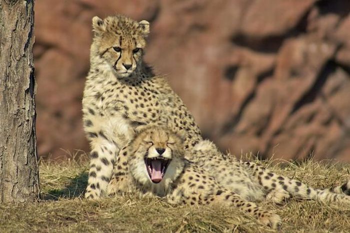 [cat cheetah laughing.jpg]